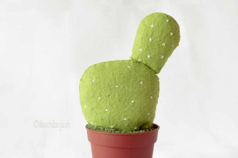 Filzkaktus