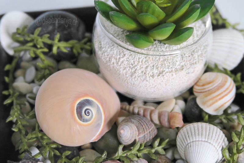 Deco with succulents and shells