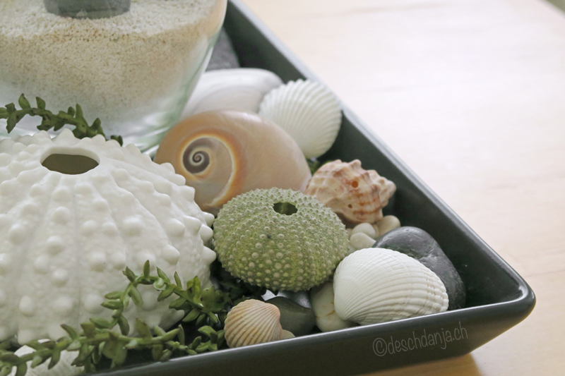 Deco with succulents and shells