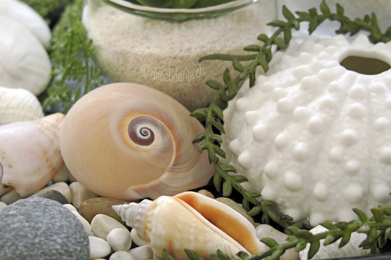 Deco with succulents and shells